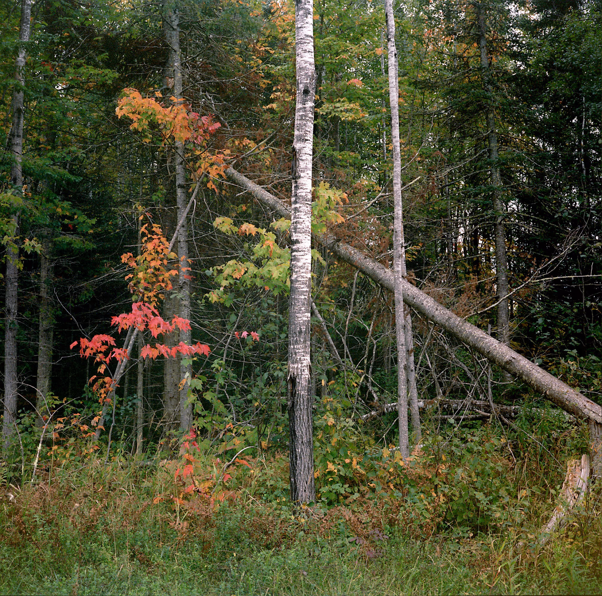 Forest with birch trees and green, yellow, and red autumn leaves in dense undergrowth.
