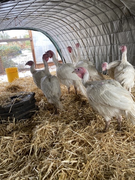 White 4-H turkeys standing in straw inside their hoop house.