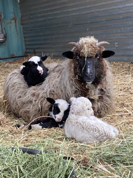 A Navajo-Churro ewe resting in the straw with her three lambs.