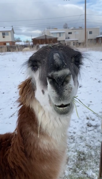 Cusco, our llama, chewing hay in a snowy pasture.