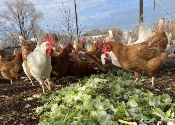 Roots hens eating a pile of lettuce in their yard.