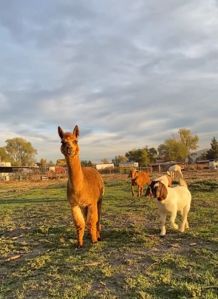 Lady, our alpaca, walking across the pasture with two goats behind her.