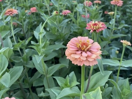 Pink zinnias blooming in the Roots flower field.