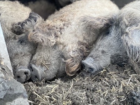 Curly-coated Mangalitsa pigs napping together in their shelter.