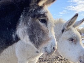 Pixie and Violet, our rescue donkeys, standing side by side in the pasture.