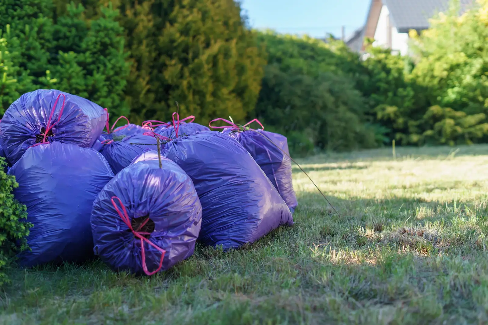 Bags of yard waste and cut foliage stacked on a lawn after a summer landscaping cleanup