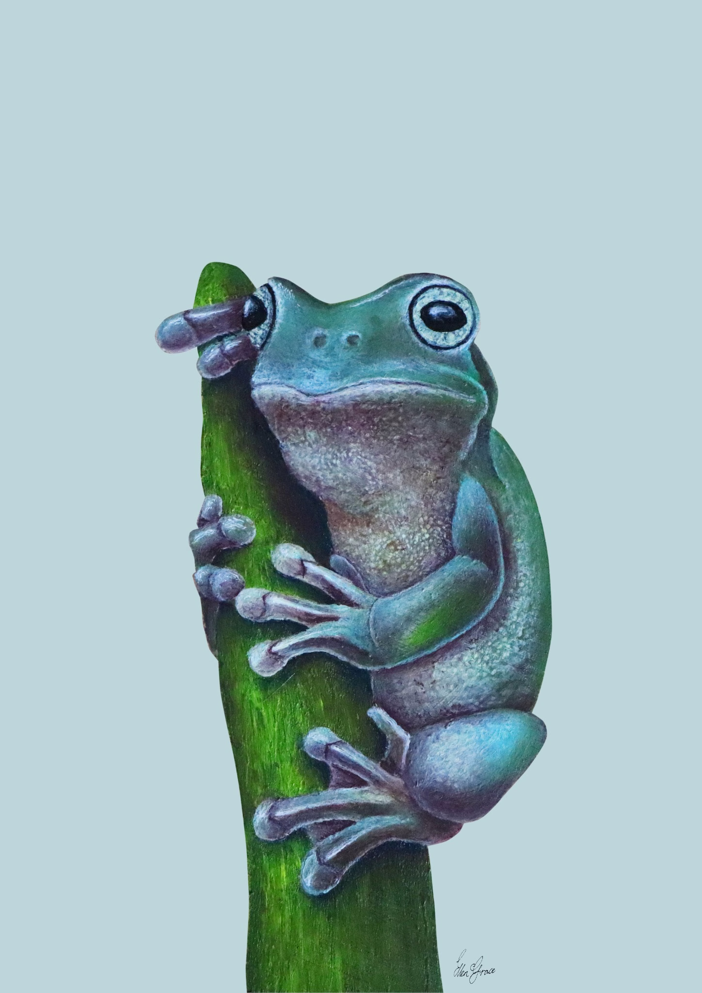 Green Tree Frog on Aqua