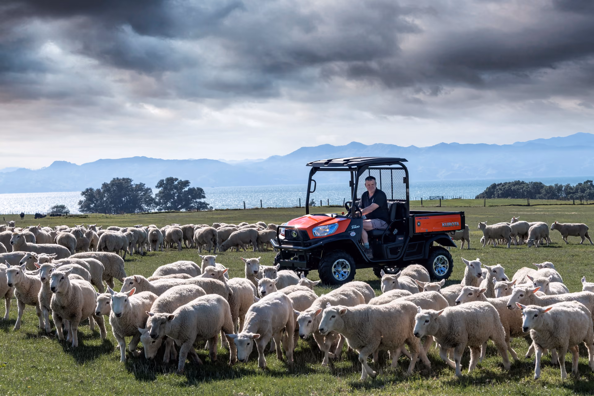 Kubota RTV utility vehicle working alongside a flock of sheep
