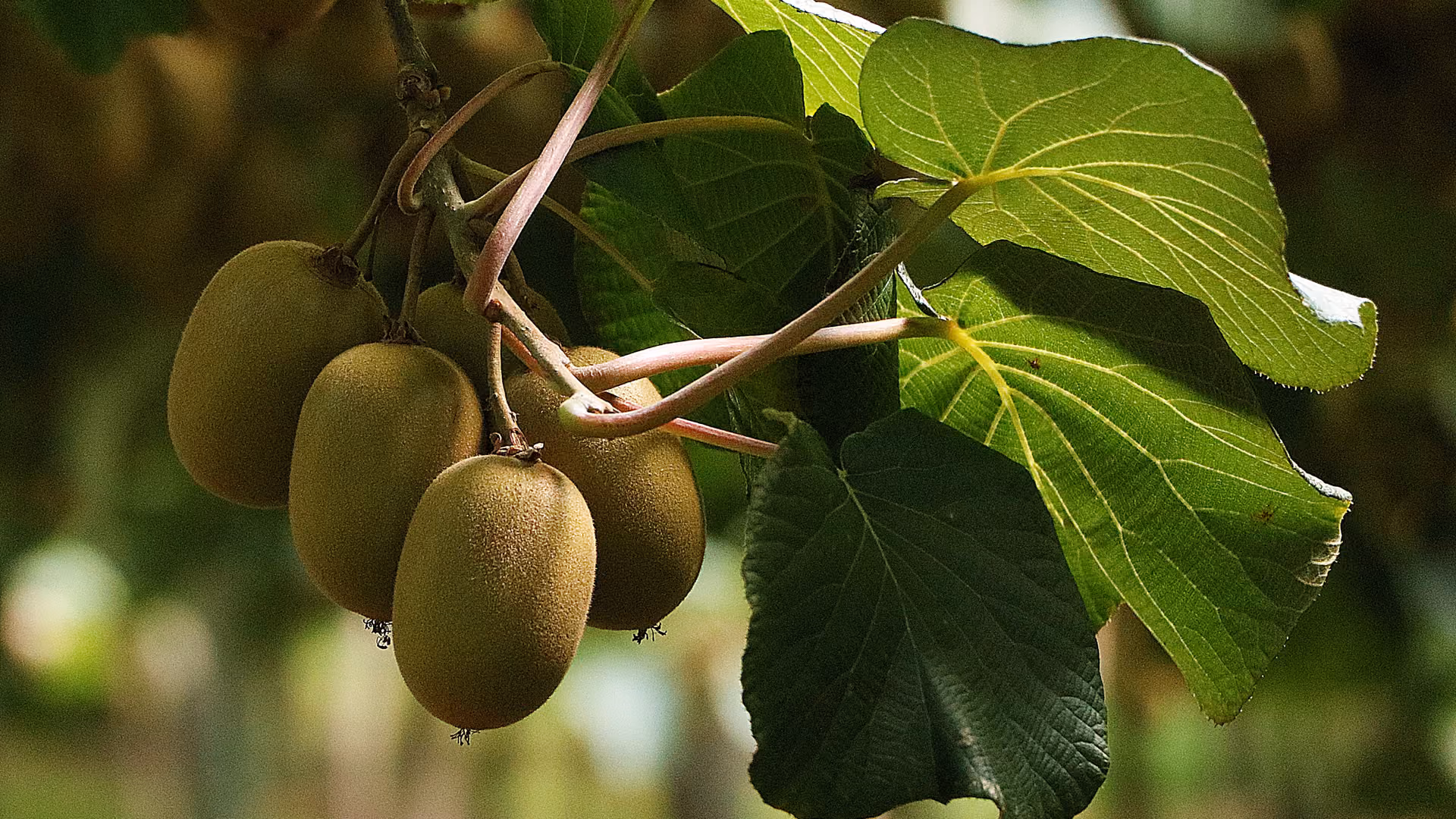 Kiwifruit hanging on the vine under orchard canopy