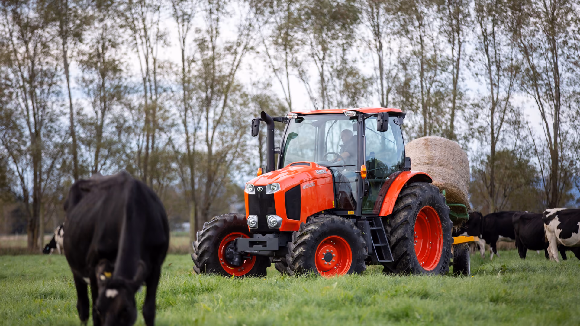 Kubota tractor working a paddock alongside dairy cows