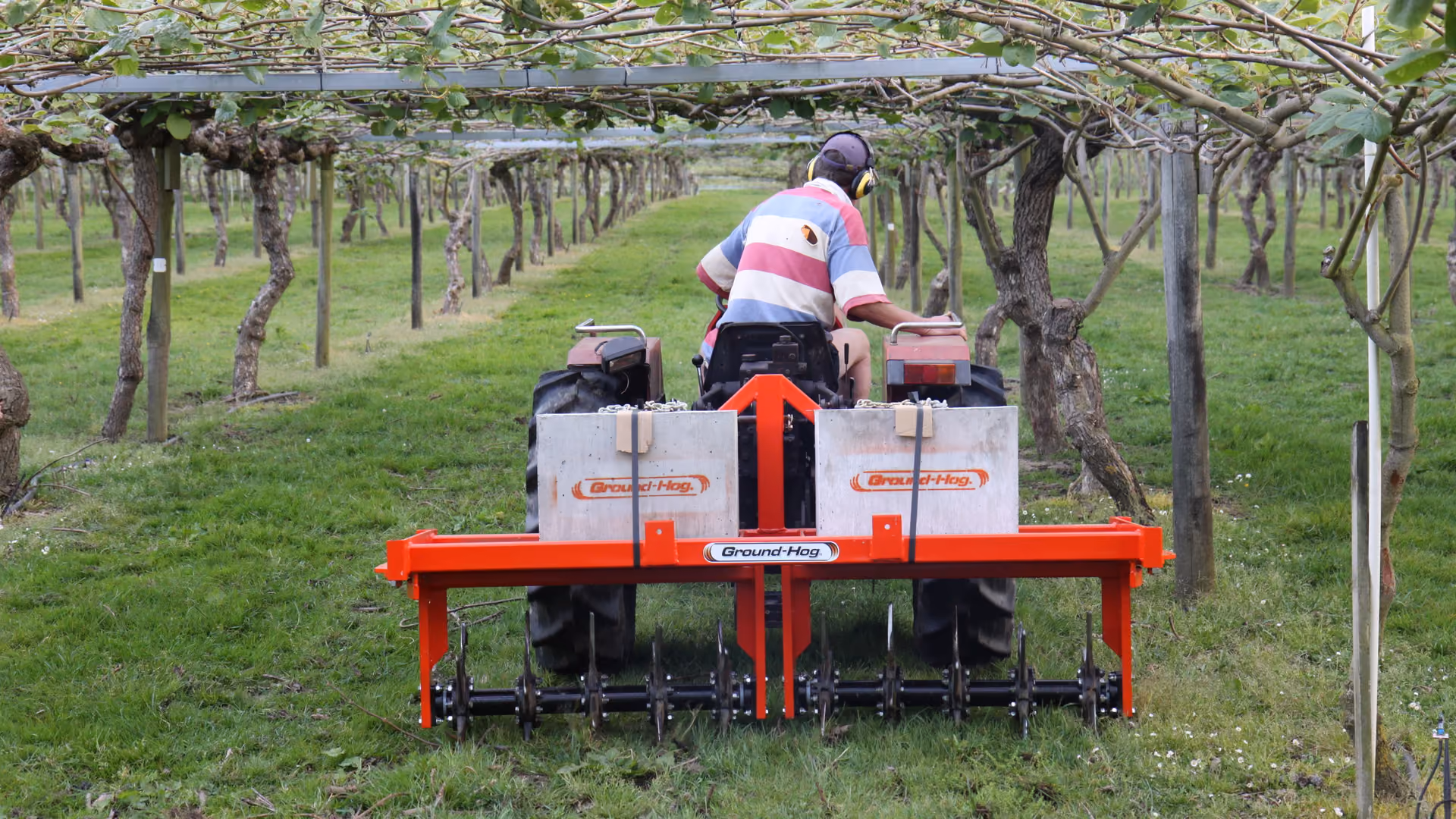 Operator running a Groundhog implement between rows in a kiwifruit orchard