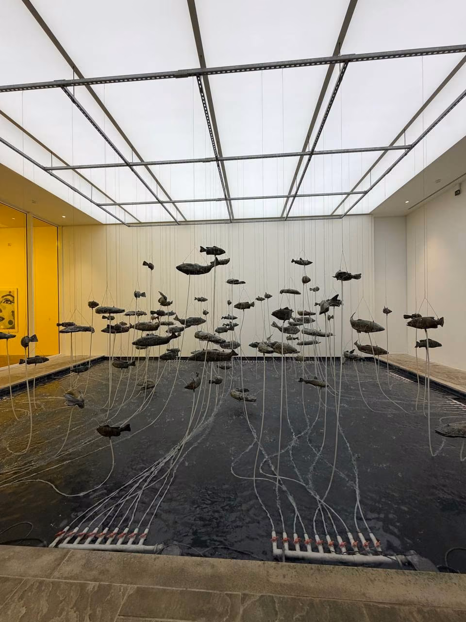 Installation aux nénuphars noirs, sous le plafond de verre