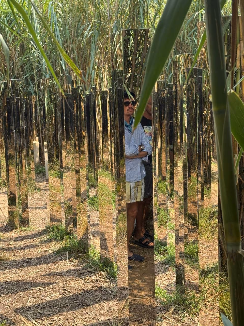 Des miroirs plantés dans les cannes, dans le parc de la villa