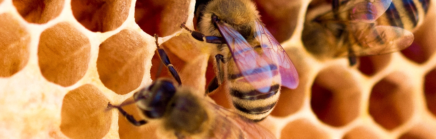 Close-up of honeybees working on a honeycomb with hexagonal wax cells.
