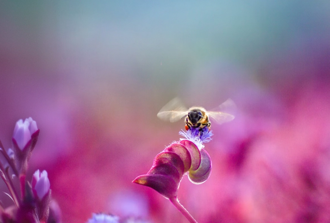 Bee hovering over a vibrant purple flower with blurred pink and green background.