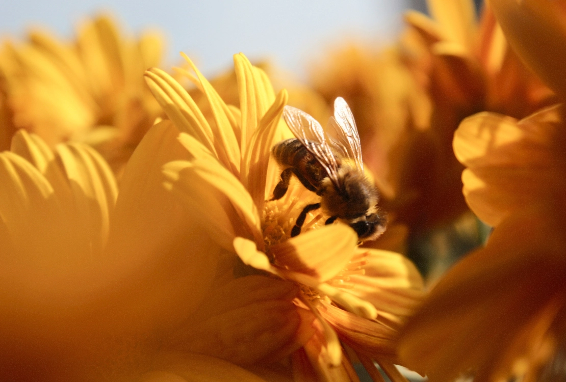 Close-up of a bee collecting nectar on a yellow flower under sunlight.