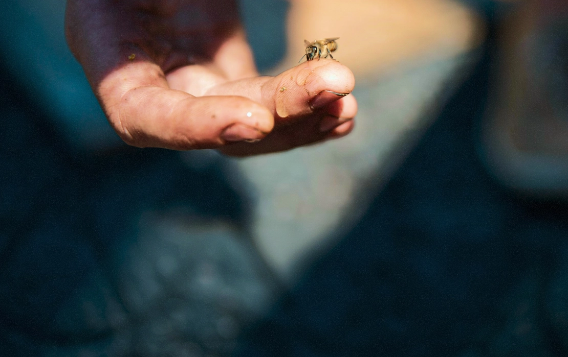 Close-up of a bee perched on the tip of a person's finger.