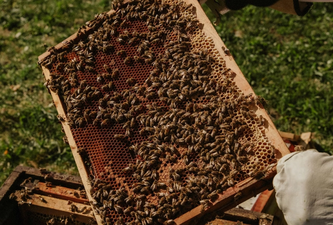 Gloved hand holding a beehive frame covered with numerous bees outdoors on green grass.