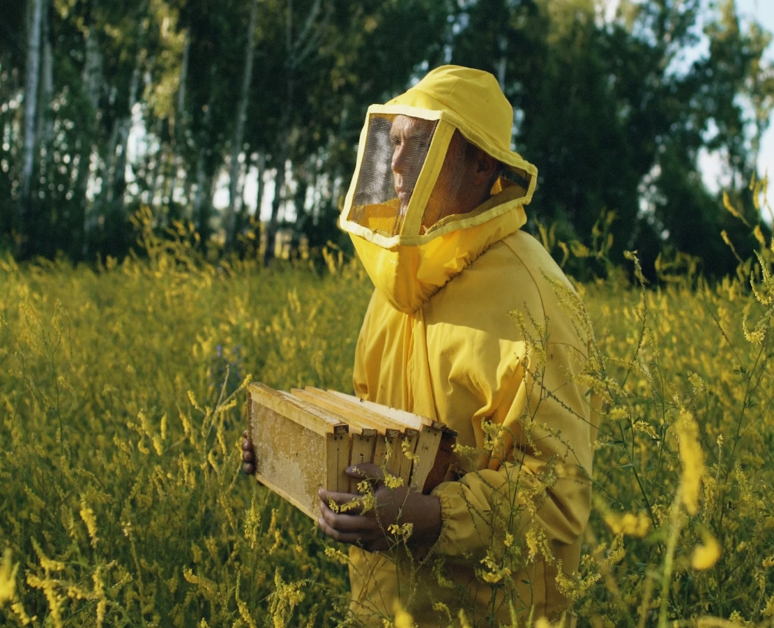 Person in yellow beekeeper suit holding honeycomb frames in a field of tall yellow flowers.