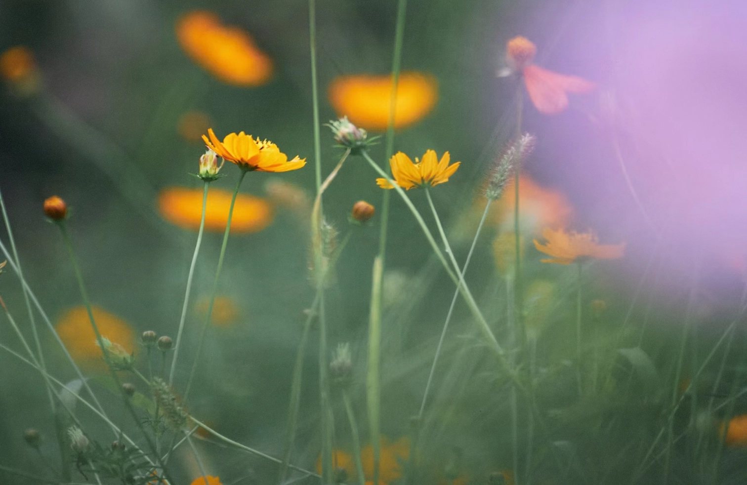Yellow wildflowers with green stems in a blurred natural setting with hints of purple and orange.
