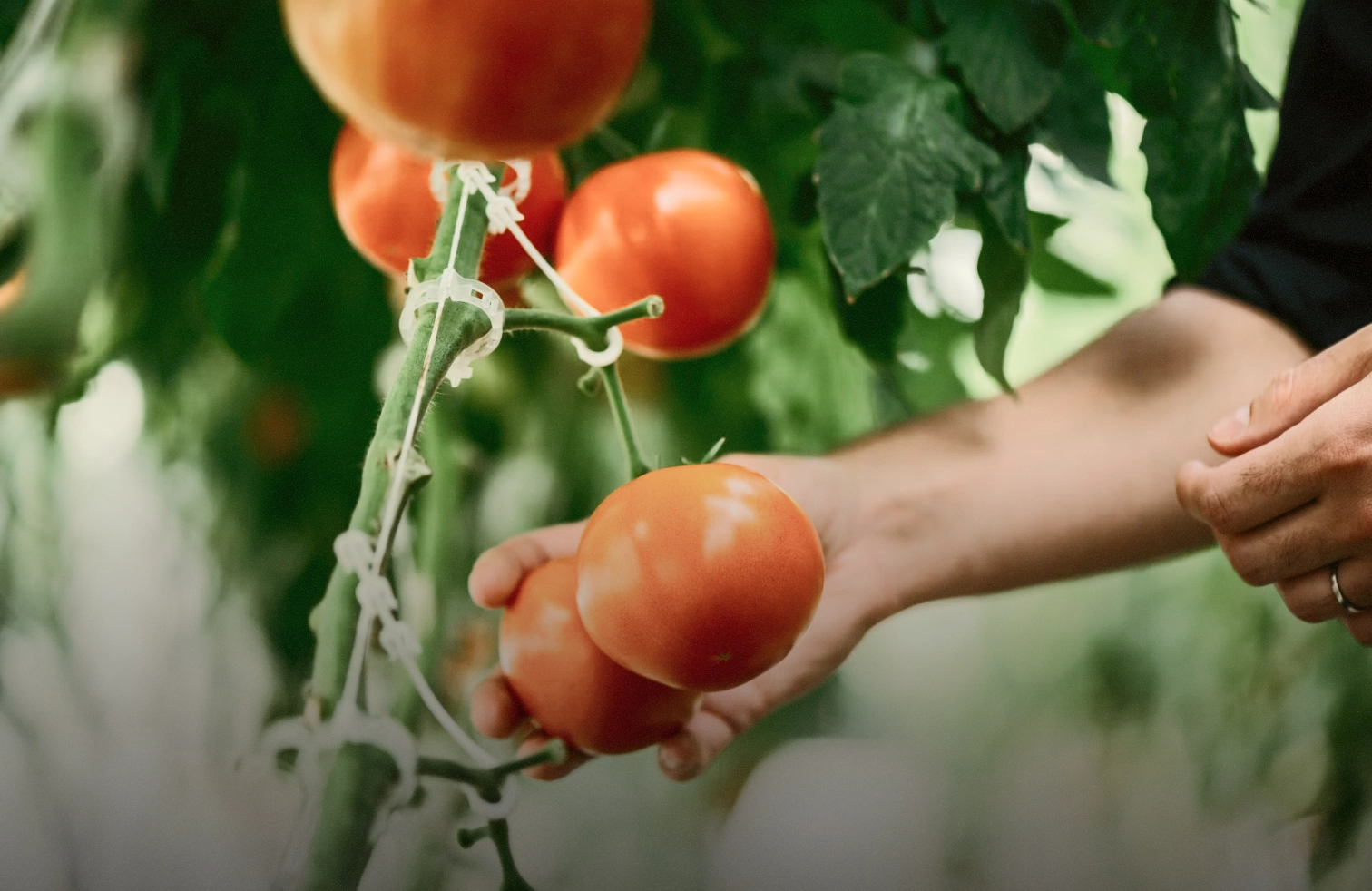 Hand gently holding ripe red tomatoes growing on a vine in a garden.