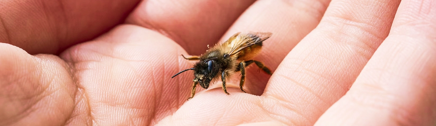 Close-up of a honeybee resting on the palm of a human hand.