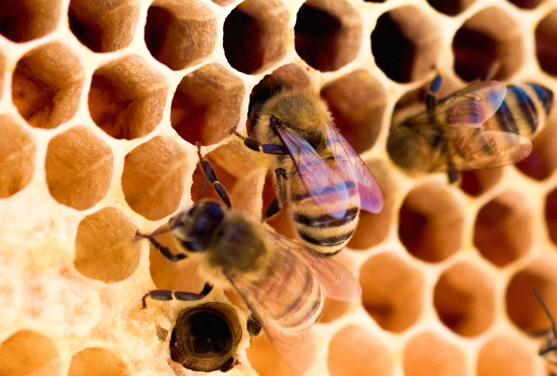 Tre api su un alveare esagonale di cera con celle vuote e alcune con larve.