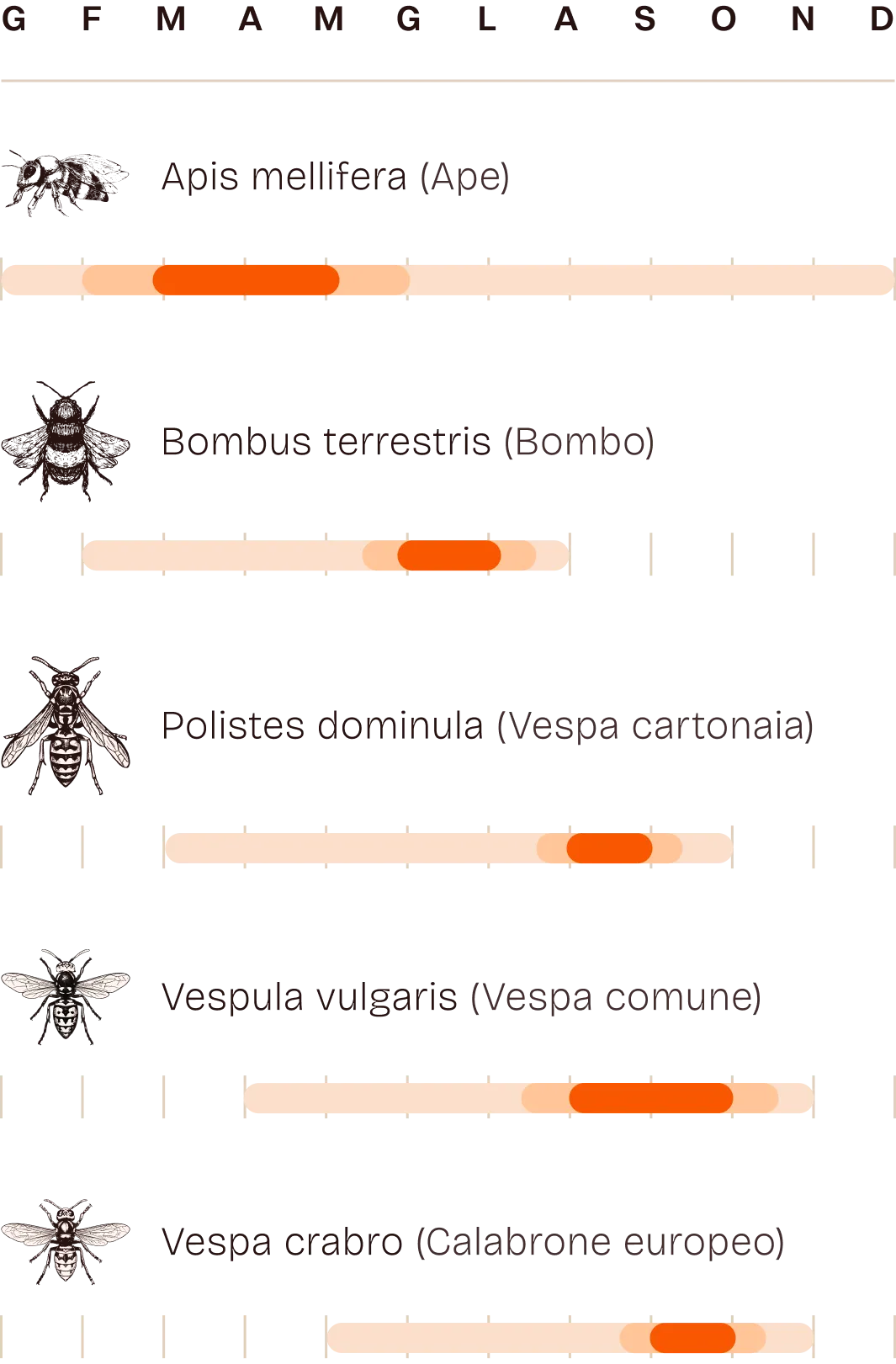 Calendario attività di Apis mellifera, Bombus terrestris, Polistes dominula, Vespula vulgaris, Vespa crabro durante l'anno.
