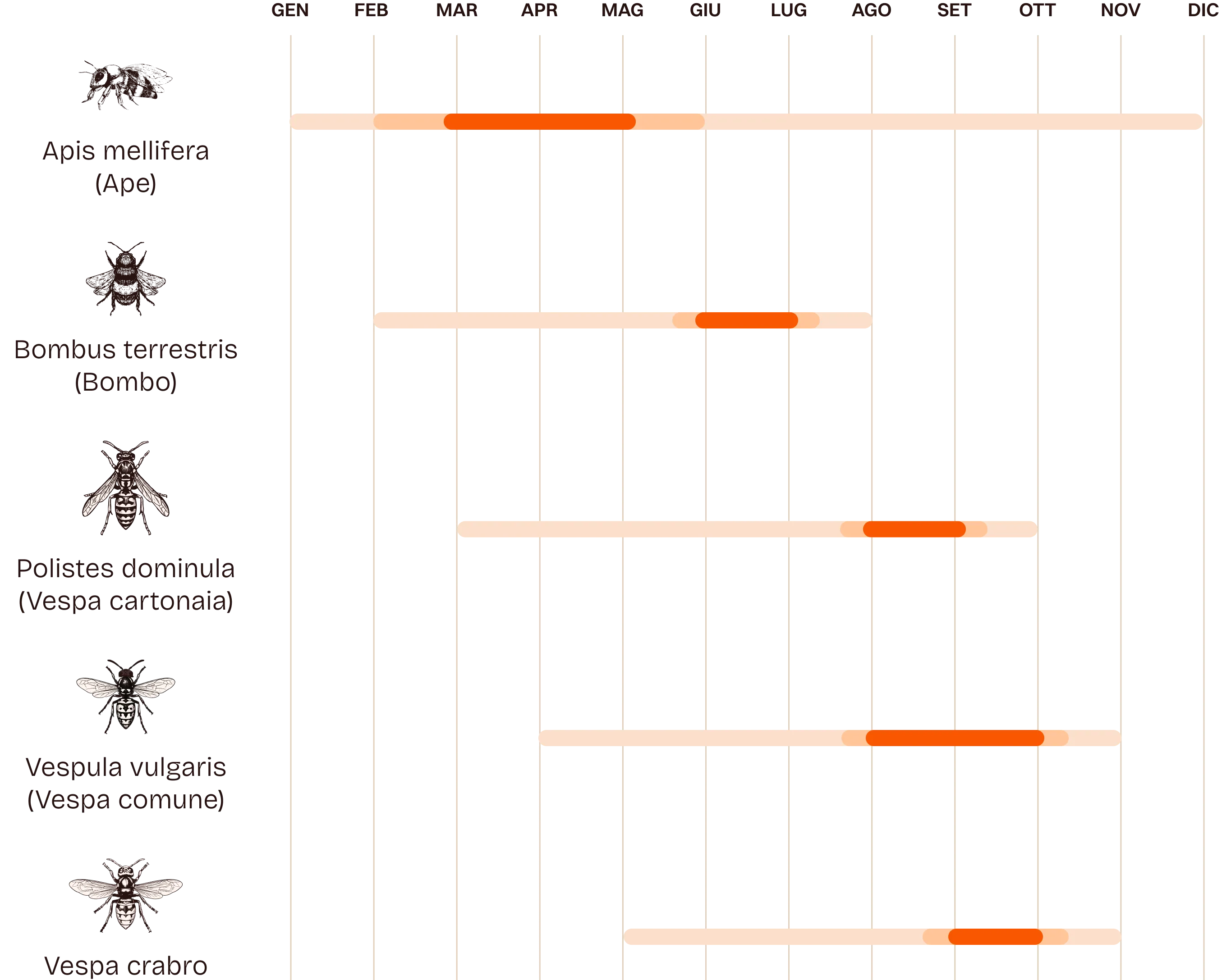Calendario con periodo di attività da gennaio a dicembre per diverse specie di api e vespe.