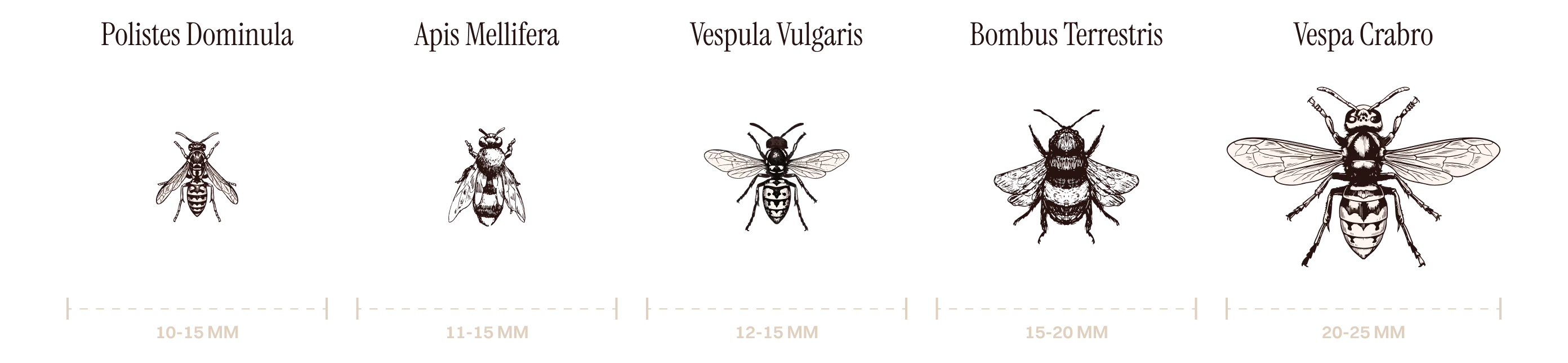 Confronto dimensionale di insetti: Polistes Dominula, Apis Mellifera, Vespula Vulgaris, Bombus Terrestris, Vespa Crabro.