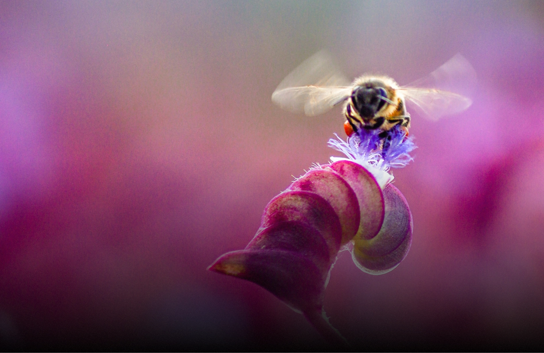 Un'ape con ali sfocate impollina un fiore viola con petali a spirale.