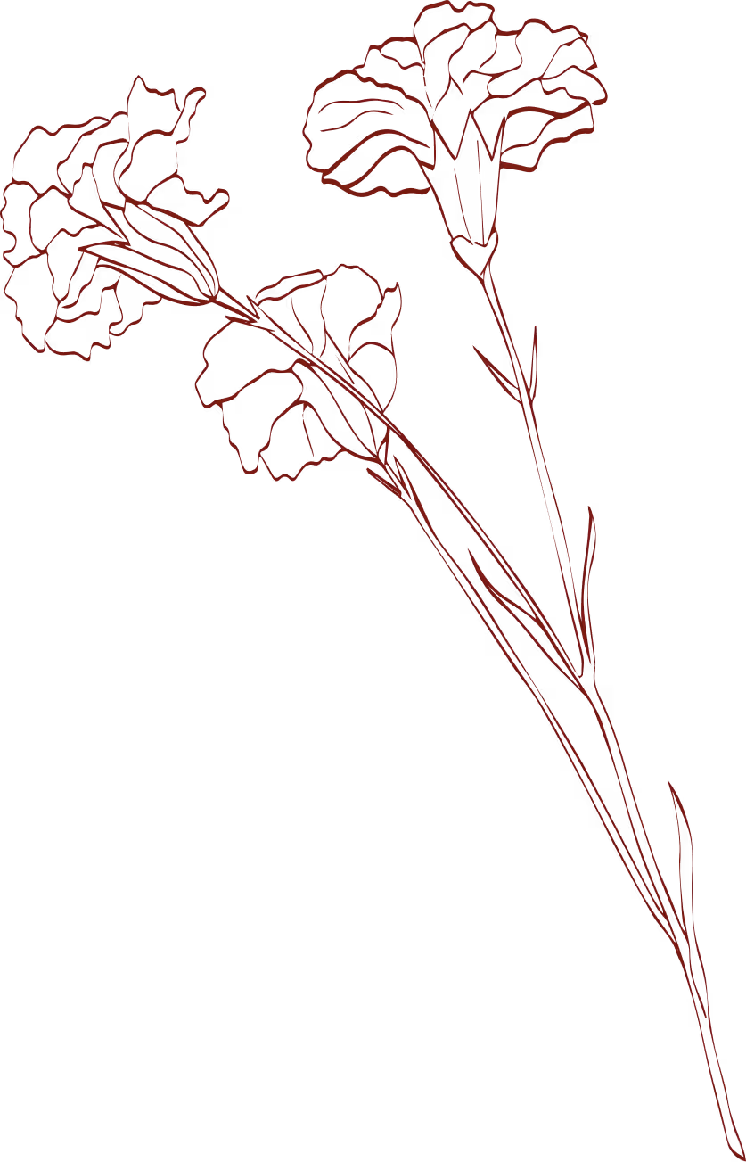 Red line drawing of two carnation flowers with ruffled petals and long slender stems on black.