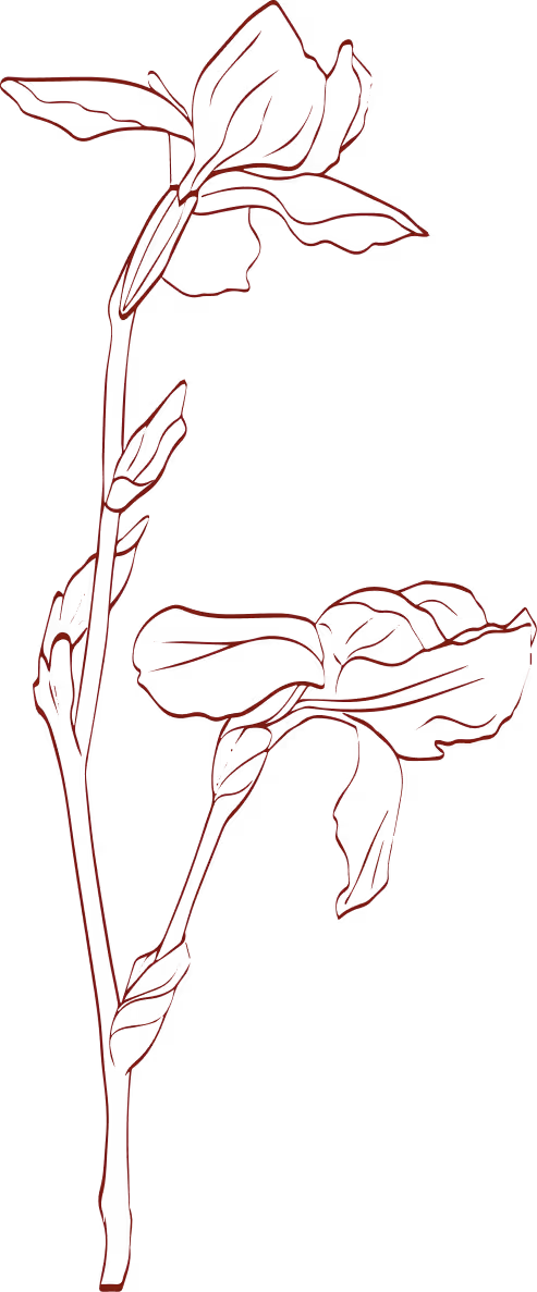 Black line drawing of a branch with two iris flowers and several leaves on a white background.