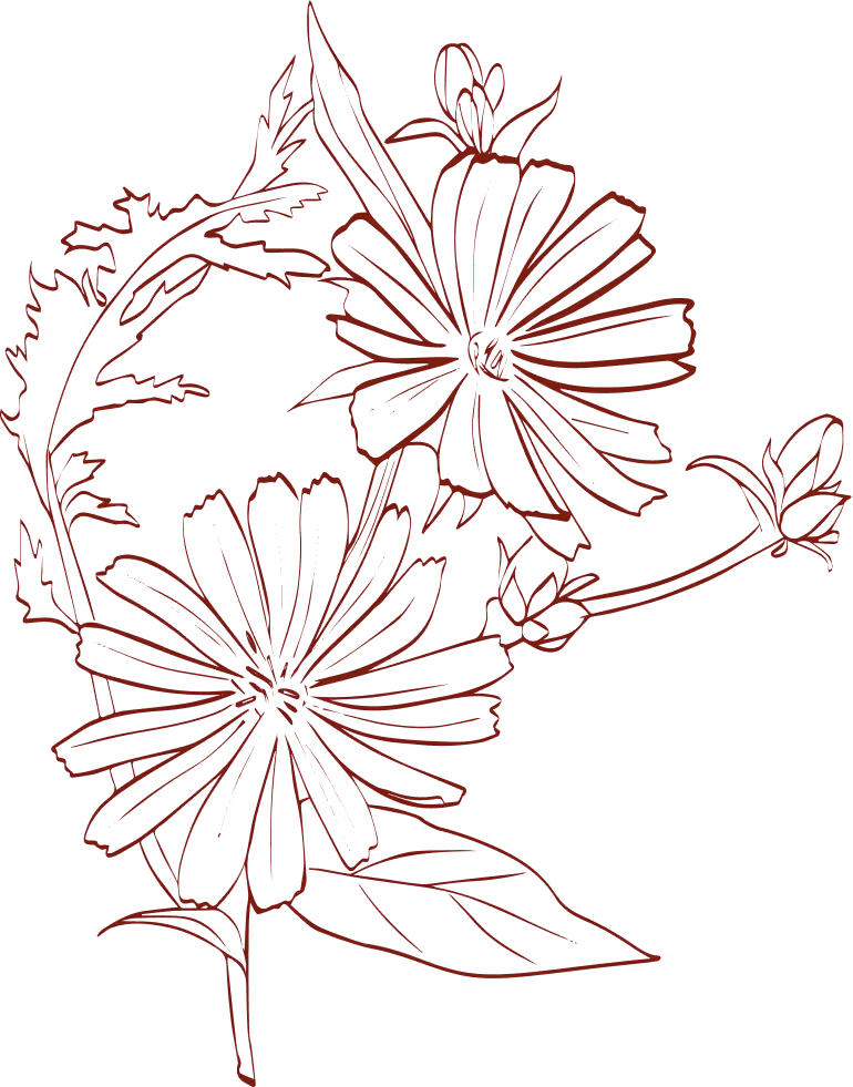 Red line art drawing of two daisy-like flowers with leaves on a black background.