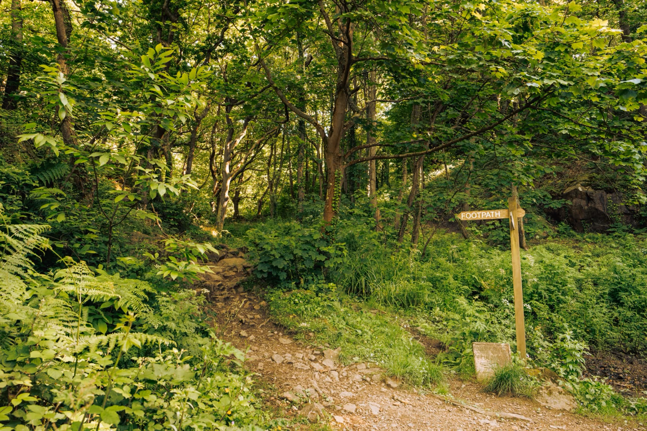 Egypte Woods