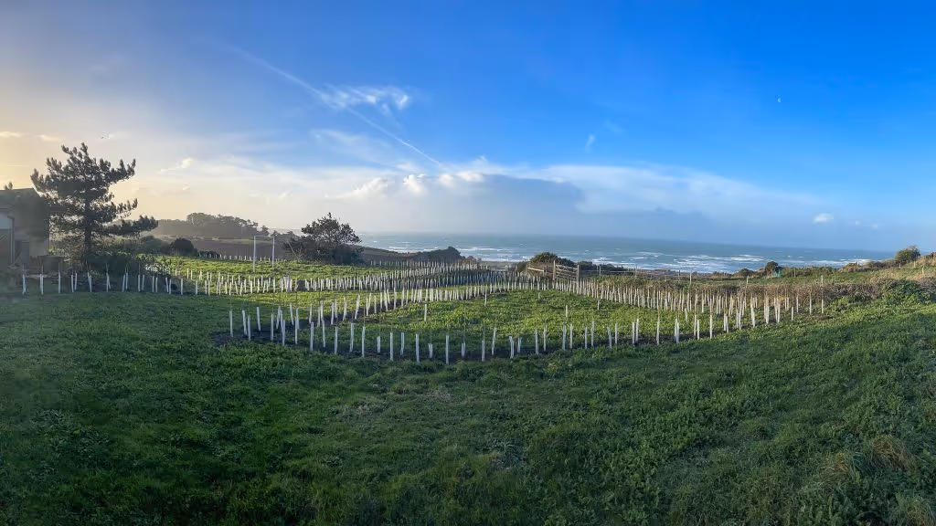 New hedgerow St Ouen December 2022