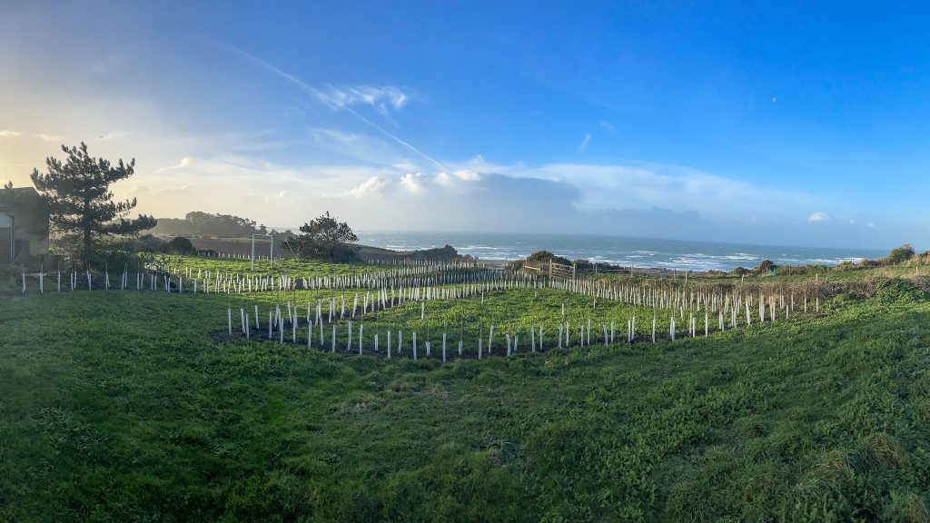 New hedgerow St Ouen December 2022