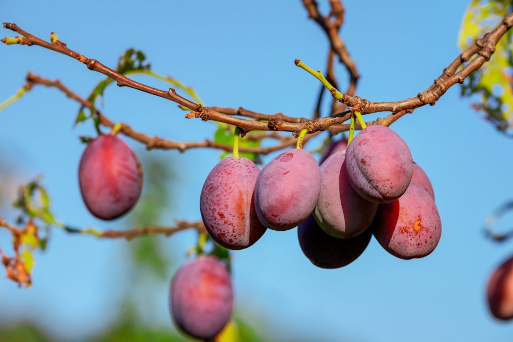 Plum tree from below in sunshine