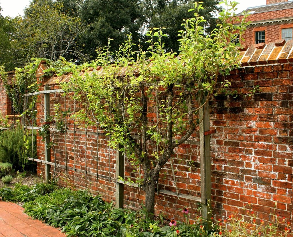 Fruit tree espalier