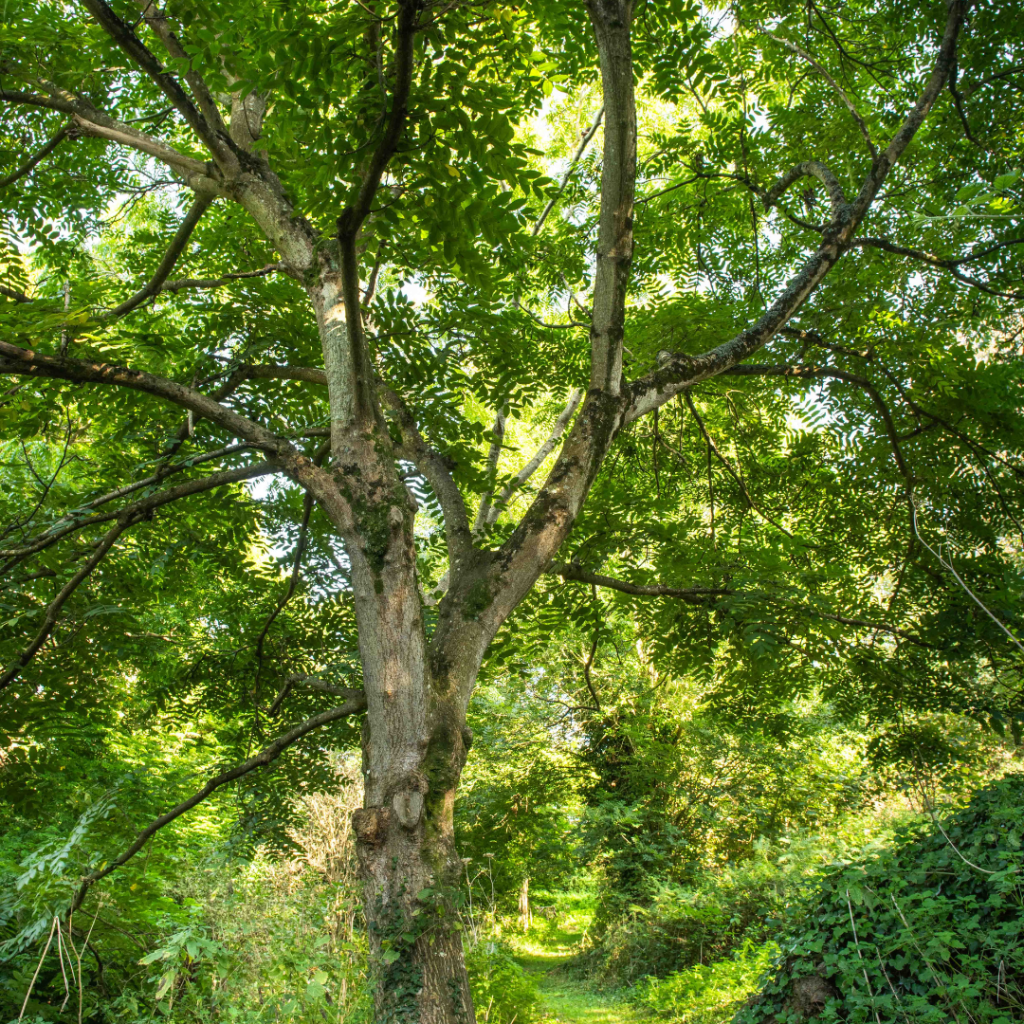 Walnut tree in Walnut Collection at Val de la Mare Arboretum