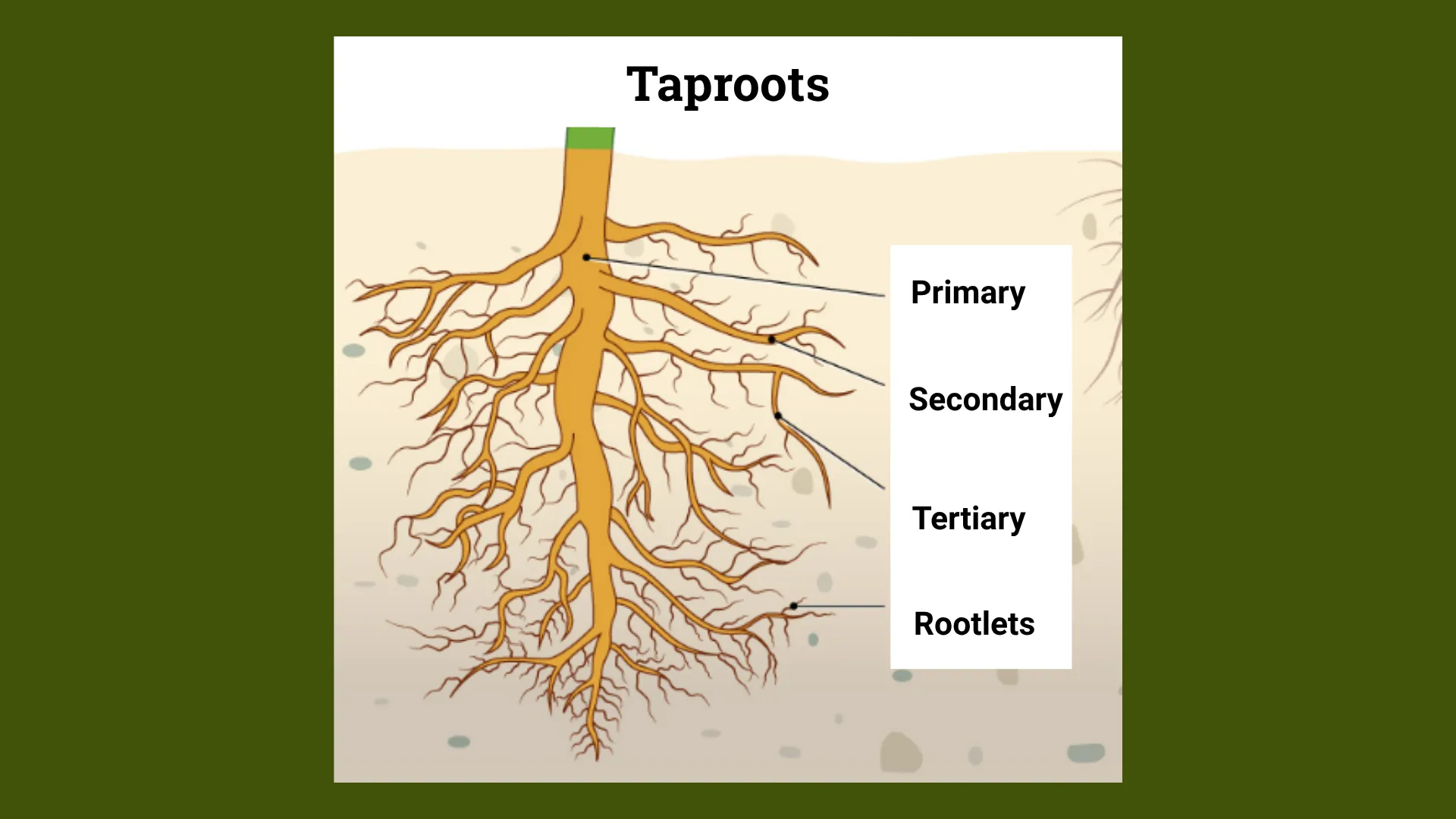Taproots