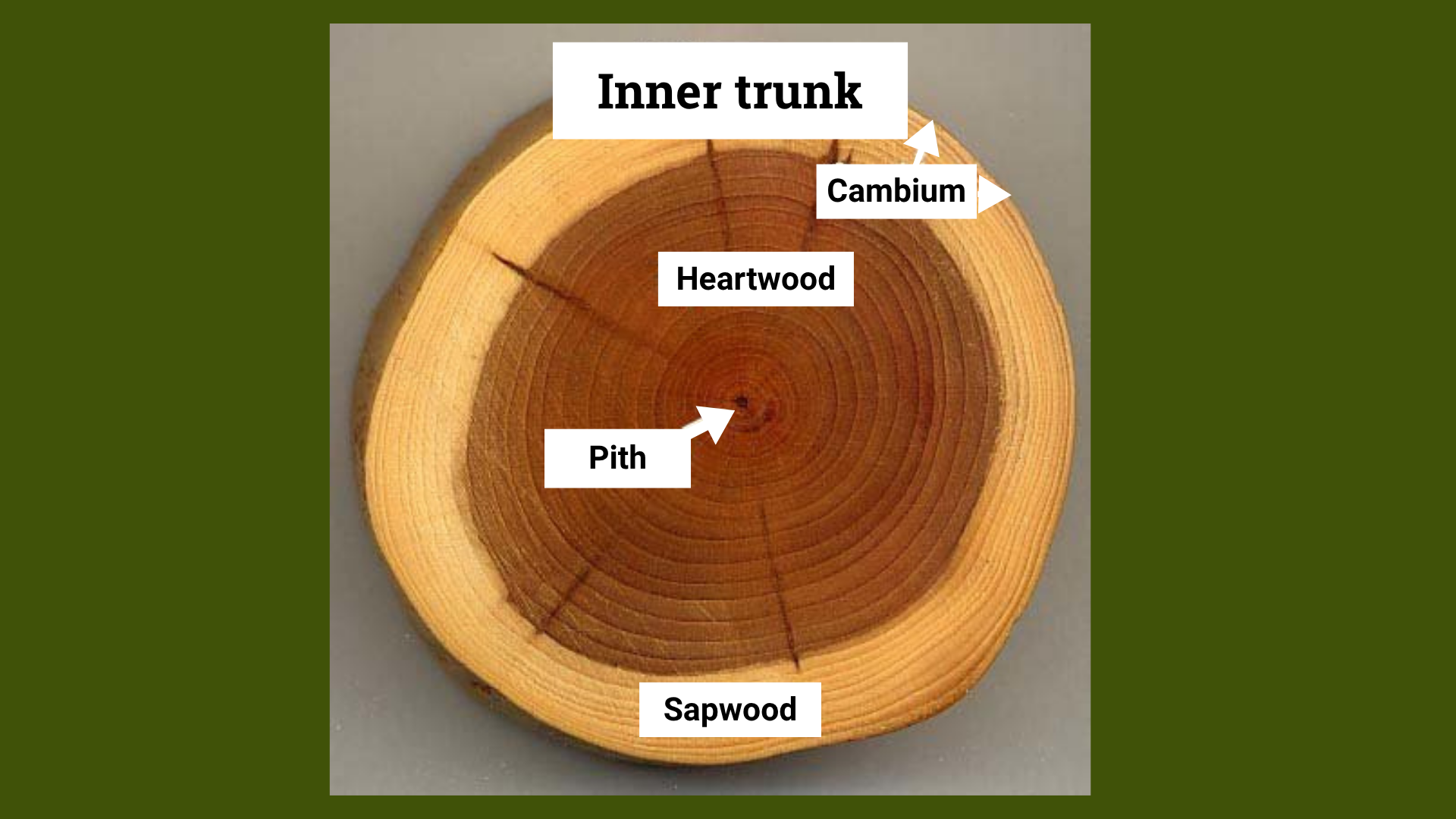 Inner trunk