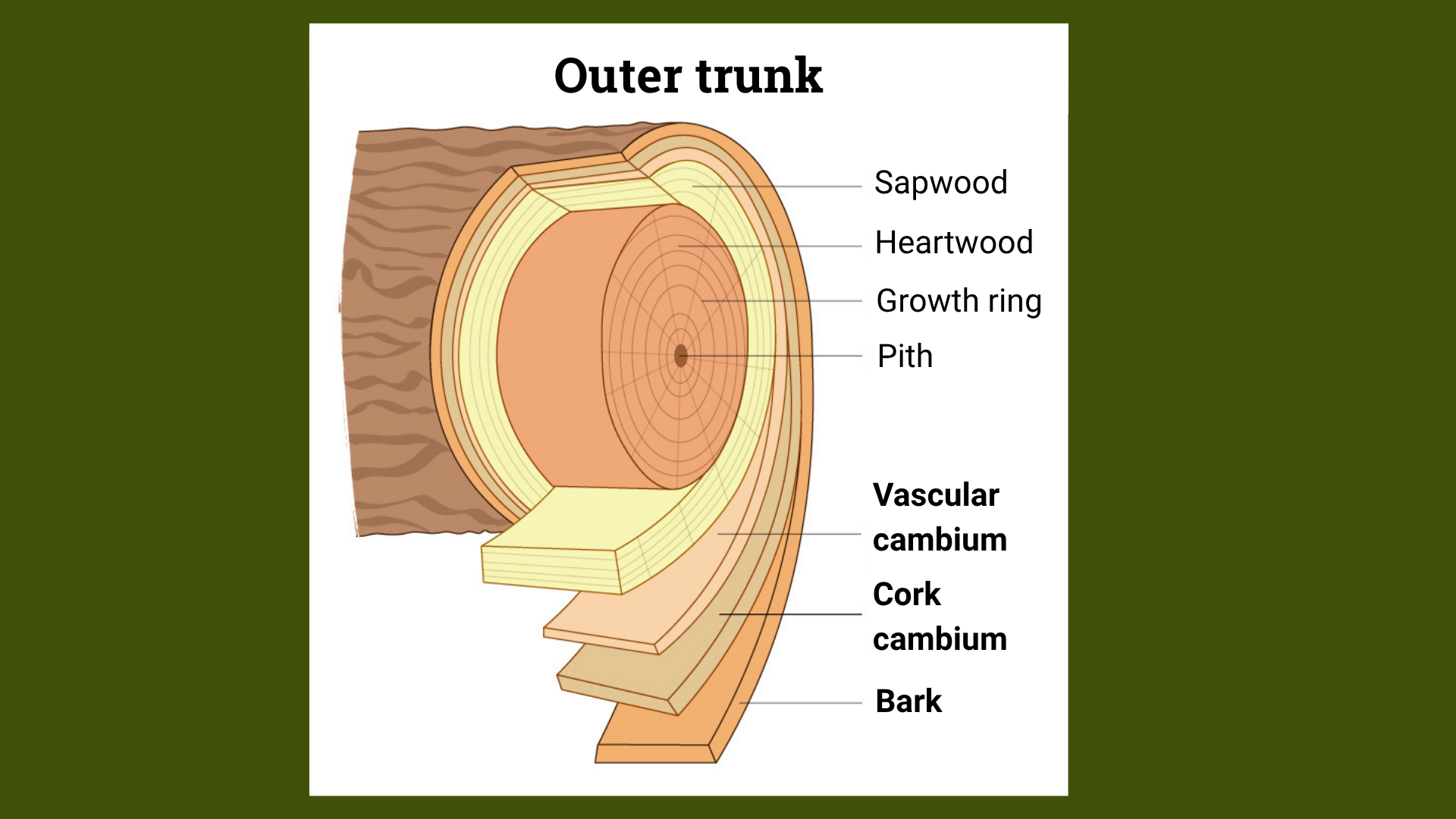 Outer trunk