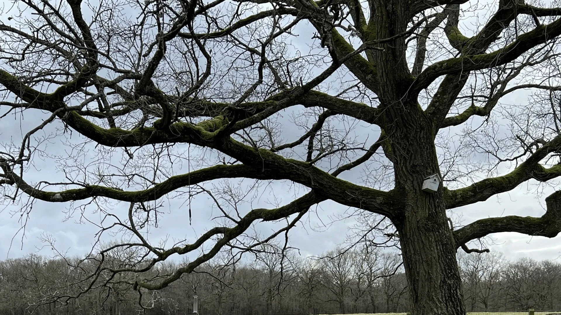 Branches and twigs