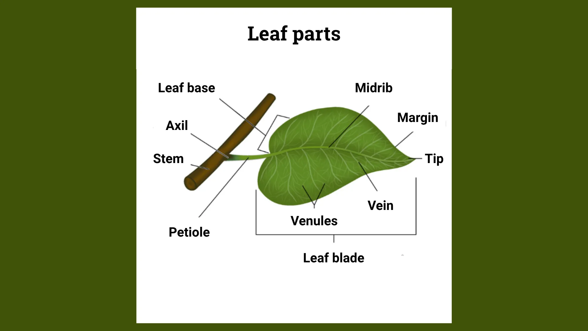 Leaves and foliage