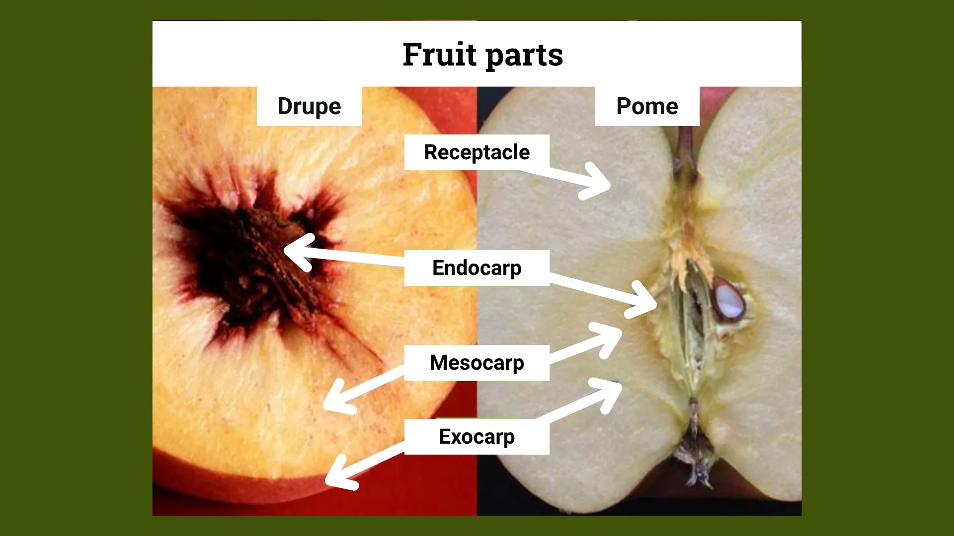 Fruit and seeds