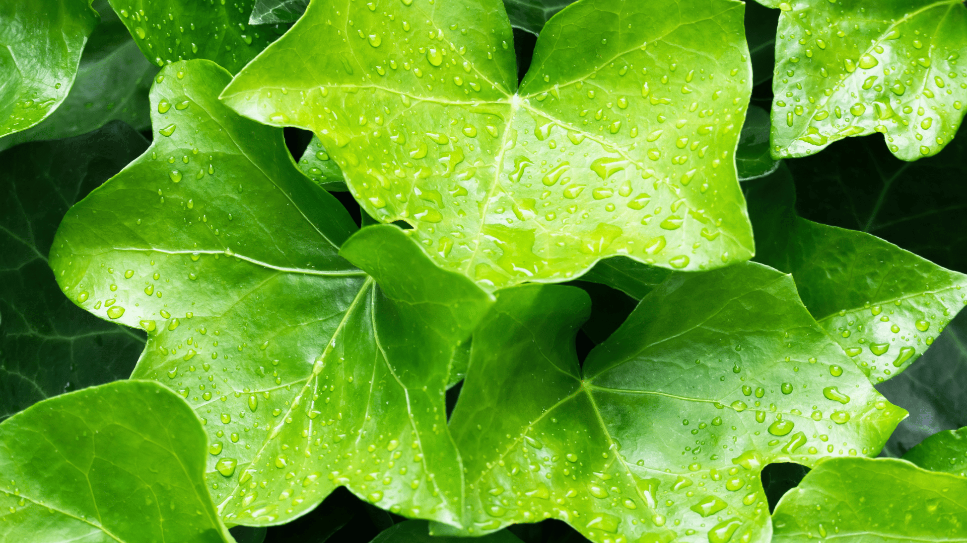 Ivy ideas
