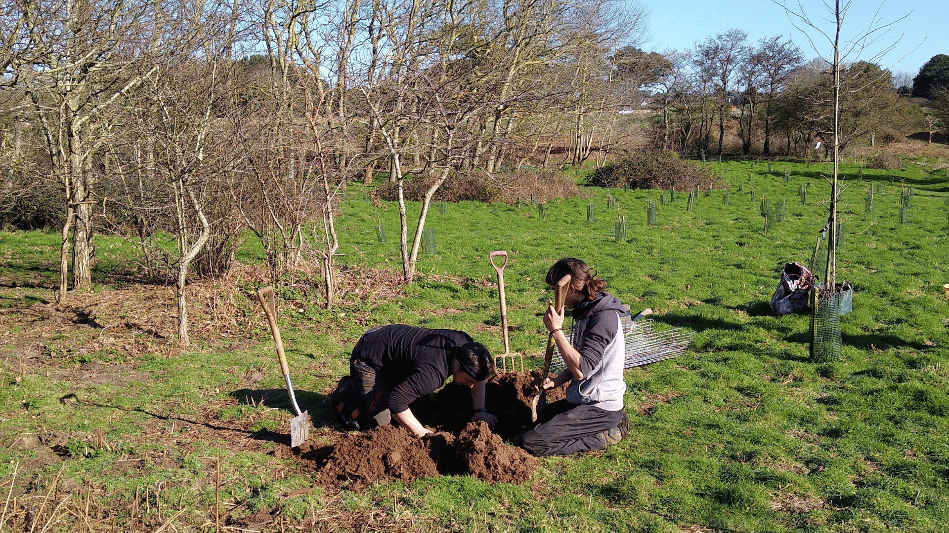 Tree and hedgerow planting