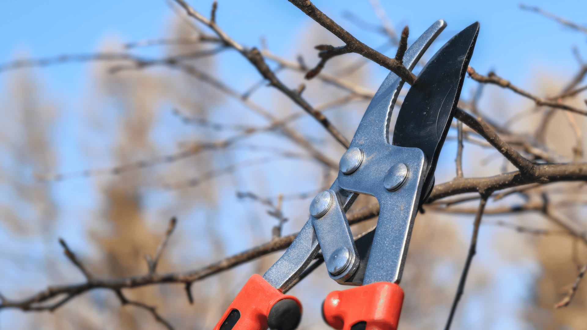 Tree pruning