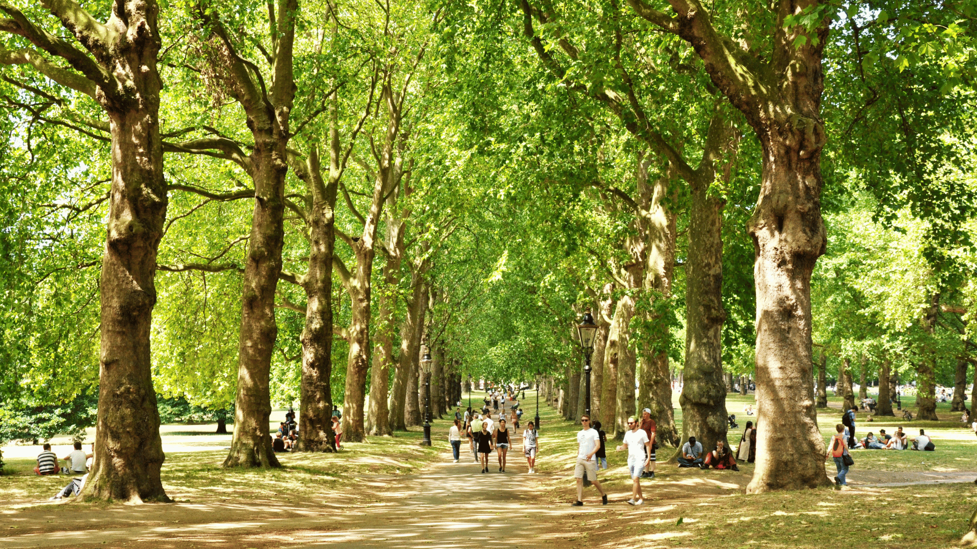 Benefits of trees